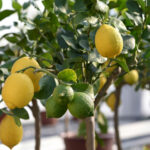 Limon yetiştirme