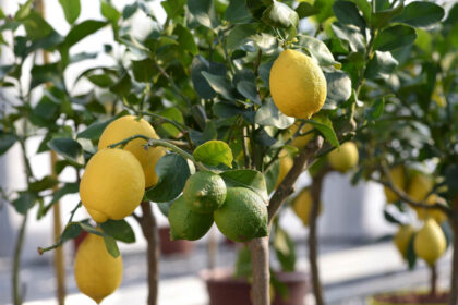 Limon yetiştirme