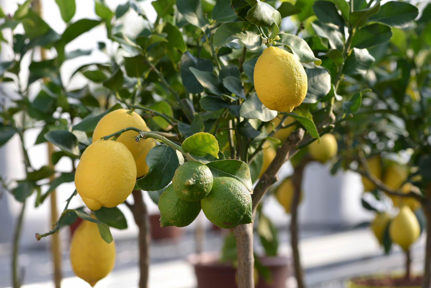 Limon yetiştirme